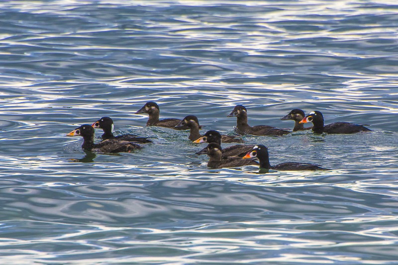 surf scoters