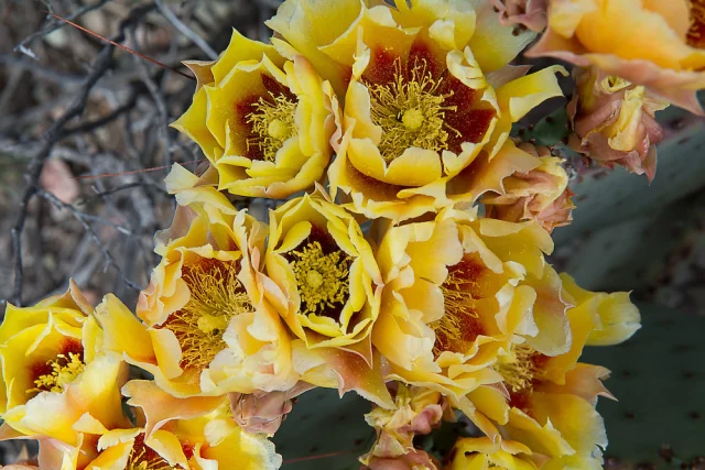 Purplish Prickly Pear

Found only within the greater Big Bend Region, this prickly pear can be vibrant green during wet times, or deep magenta during colder months or dry times. Yellow flowers with red centers will bloom from April to July. This one was photographed in Big Bend National Park in Western Texas.

See more at: www.richleighton.com

#NorthAmerica #photography #photographer #nature #naturephotography #naturephotographer #wildlife #WildAmerica #photooftheday #NANP #BigBendNationalPark #BrewsterCounty #Cactaceae #ChihuahuanDesert #Opuntia #Opuntiaazurea #Opuntiaphaeacantha #Texas #botany #cactus #nopal #pricklypear #purplishpricklypear #succulent #ChiricahuaDesert #BigBend #cactiofinstagram #flower #wildflower #cactus