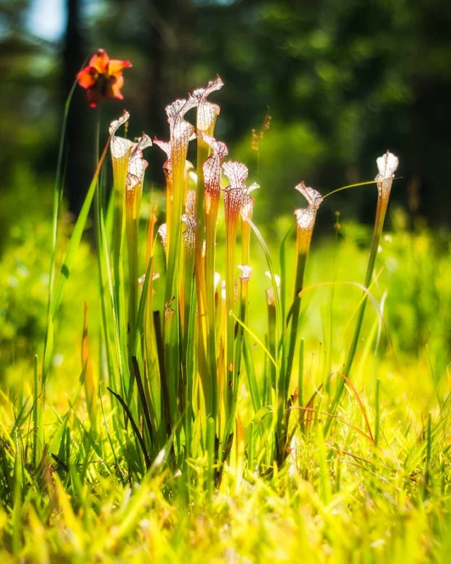 White-topped Pitcher Plant (Sarracenia leucophylla)

Perhaps the most beautiful of North America's threatened carnivorous plant species, the white-topped pitcher plant is native to Florida, Georgia, Alabama, Mississippi and the western tip of North Carolina. This suprising find in Georgia's Grady County is possibly the part of the state's easternmost population, and covered a very rural area in a pine forest no bigger than an acre.

See more at: www.richleighton.com

#NorthAmerica #photography #photographer #nature #naturephotography #naturephotographer #wildlife #WildAmerica #photooftheday #NANP #SouthGeorgia #Thomasville #GulfCoast #botany #CarnivorousPlants #CarnivorousPlantsofInstagram #pitcherplant #pitcherplantsofinstagram #Georgia #bog  #crimsonpitcherplant #GradyCounty #native #Sarracenia #Sarracenialeucophylla #whitepitcherplant #whitetoppitcherplant #whitetoppedpitcherplant #insectivore #meateater