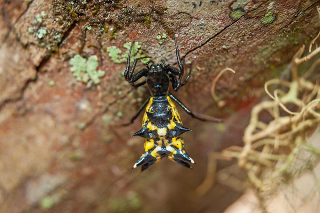 Arrow-shaped Orbweaver (Micrathena sagittata)

Very cool-looking and unusual as far as your average orbweaver spider goes, the arrow-shaped orbweaver has a very bizarre and trianglular-shaped spiky abdomen. Harmless to humans, they can be found across most of the eastern half of the United States, the southern tip of Ontario and almost all of Mexico. This one was found in rural North-Central Florida along the banks of the Suwannee River.

See more at: www.richleighton.com

#NorthAmerica #photography #photographer #nature #naturephotography #naturephotographer #wildlife #WildAmerica #photooftheday #NorthFlorida #CentralFlorida #animal #arachnid #arachnophobia #invertebrate #predator #spider #venomous #spidersofinstagram #Araneae #ArrowshapedOrbweaver #BigShoals #BigShoalsStatePark #ColumbiaCounty #Florida #Micrathena #Micrathenasagittata #SuwanneeRiver #arrowshapedmicrathena #orbweaver