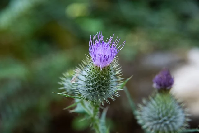 Bull Thistle

The bull thistle (also known as spear or common thistle) is another aggressive invasive European species of the aster family that has taken a firm hold across nearly every state and province across North America. As far as invasive wildflowers go, this one actually seems to have more benefits than other more harmful imports: bees and other nectar-loving wildlife get a lot of nutrients from them (and our native bees can use a lot of help these days), and the seeds are cherished by our native goldfinches. This beautiful specimen was found growing near the shore of Henderson Inlet, part of the Puget Sound system just outside of Olympia, Washington.

See more at: www.richleighton.com