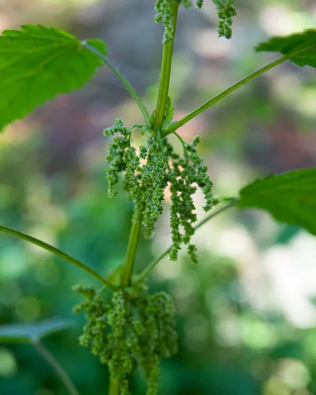 Close-up View of Stinging Nettle Flowers

Close-up of the tiny green flowers of the stinging nettle. While not native to North America, this "uncomfortable" is an unfortunate import from Europe, Asia and Western Africa where it has been stinging people and animals forever and now can be found growing in every state (except Hawaii) and province of the United States, Canada, and even in parts of Northern Mexico. As an act of delicious revenge, when the leaves of the stinging nettle are added to boiling water, the tiny stinging hairs break down resulting in a very healthy and nourishing food source, similar to cooked spinach. This one was found growing above the forrest cliffs of Whidbey Island in Washington State's Puget Sound.

See more at: www.richleighton.com

#NorthAmerica #photography #photographer #nature #naturephotography #naturephotographer #wildlife #WildAmerica #photooftheday #NANP #PNW #PacificNW #PacificNorthwest #DeceptionPass #SkagitCounty #WhidbeyIsland #Urtica #Urticadioica #Urticadioica #Urticagracilis #Washington #botany #flower #flowersofinstagram #foraging #edible #nettle #plant #stingingnettle #wildflower